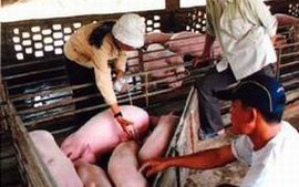 Phú Thọ khẩn trương dập dịch lợn tai xanh tại 2 huyện 